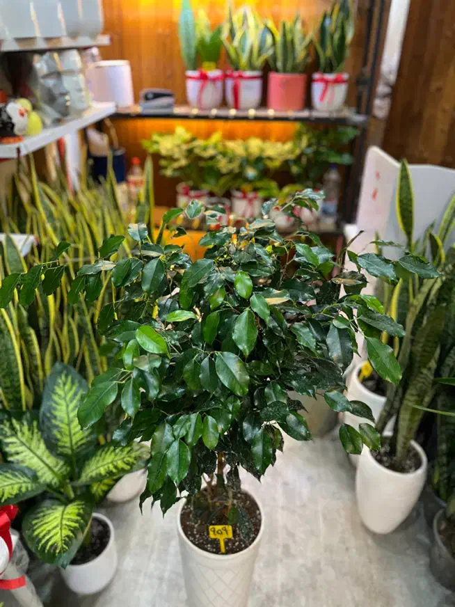 گل بنجامین.گلهای آپارتمانی.درختچه.گل طبیعی|گل و گیاه طبیعی|کرج, گلشهر|دیوار