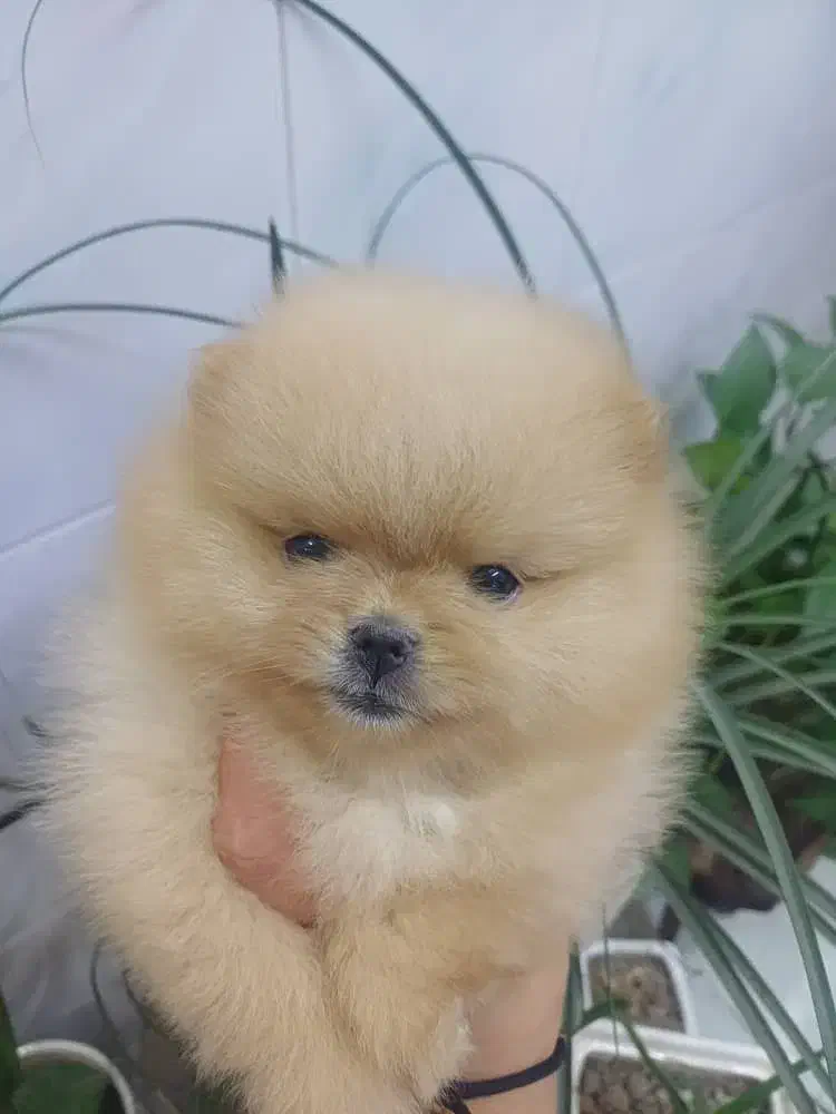 پامر .خرسی کوچولوی زیبا|سگ|کرج, شهرک خاتم النبیا|دیوار