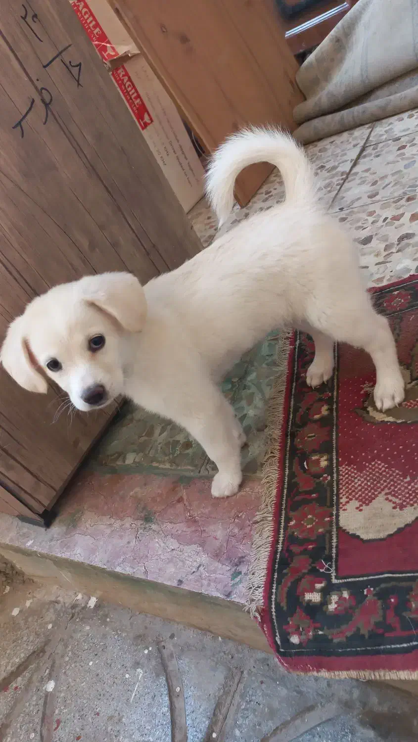 واگذاری سگ|سگ|آباده, |دیوار