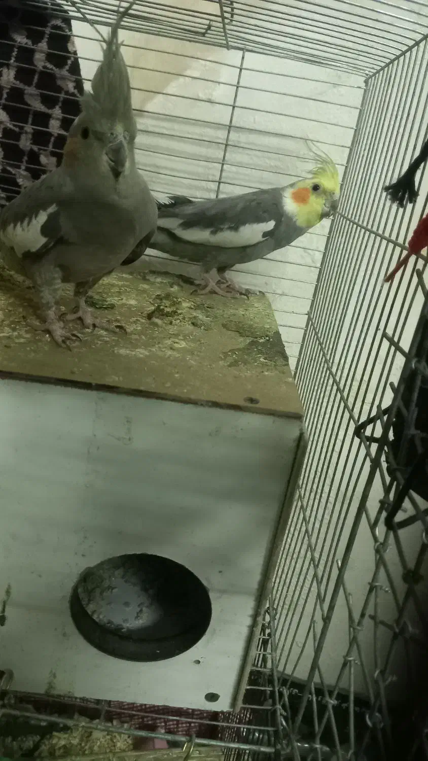 طوطی عروس هلندی|پرنده|کرمان, |دیوار