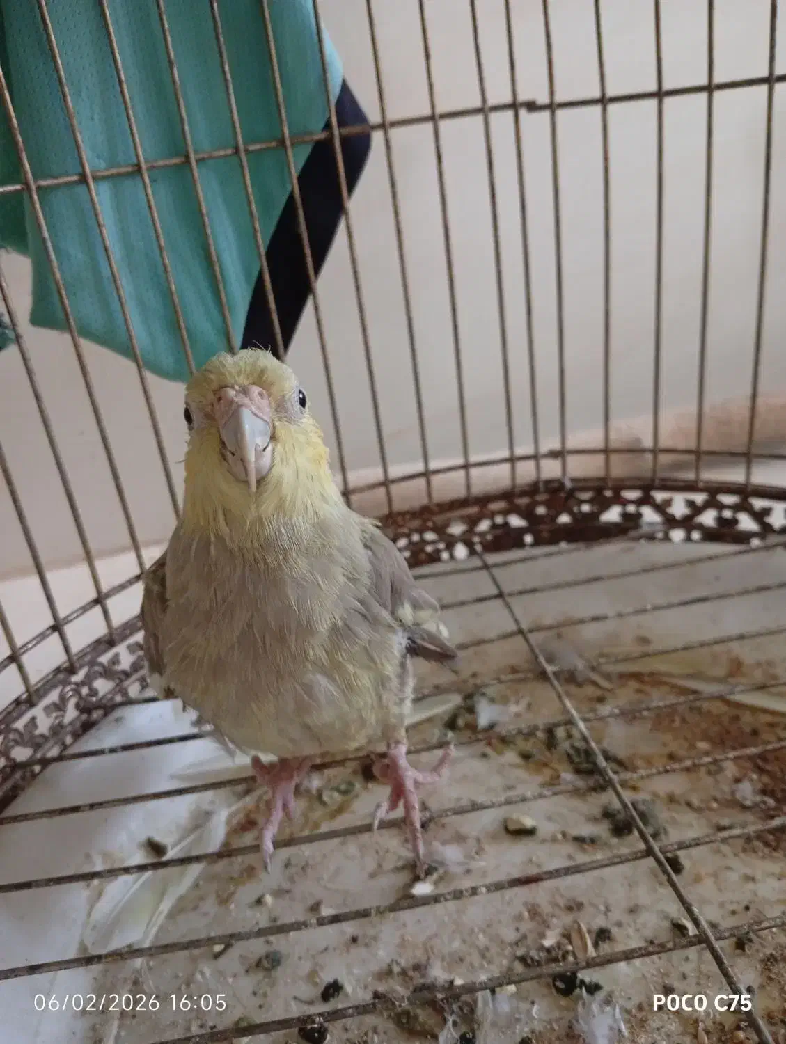 عروس هلندی|پرنده|جم, |دیوار