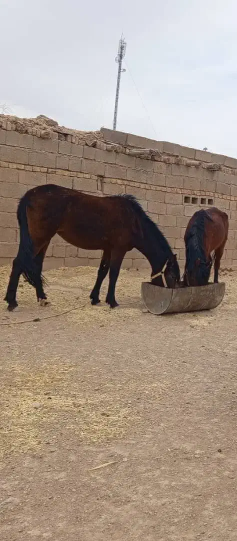 اسب پالونی بارکش|حیوانات مزرعه|ابرکوه, |دیوار