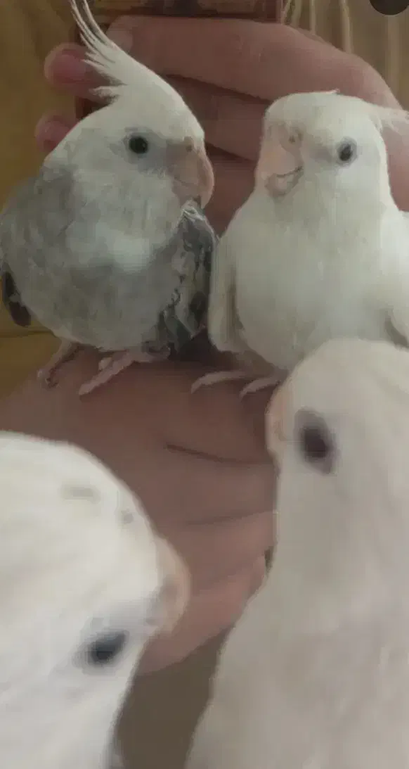 عروس هلندی جفت نر سخنگو|پرنده|اردبیل, |دیوار