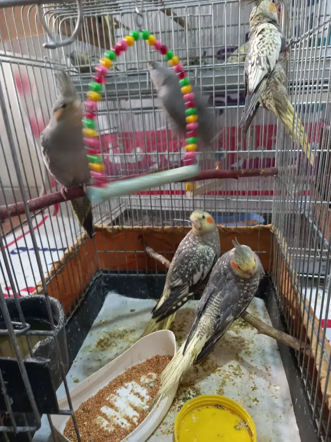 عروس هلندی|پرنده|تهران, حکیمیه|دیوار