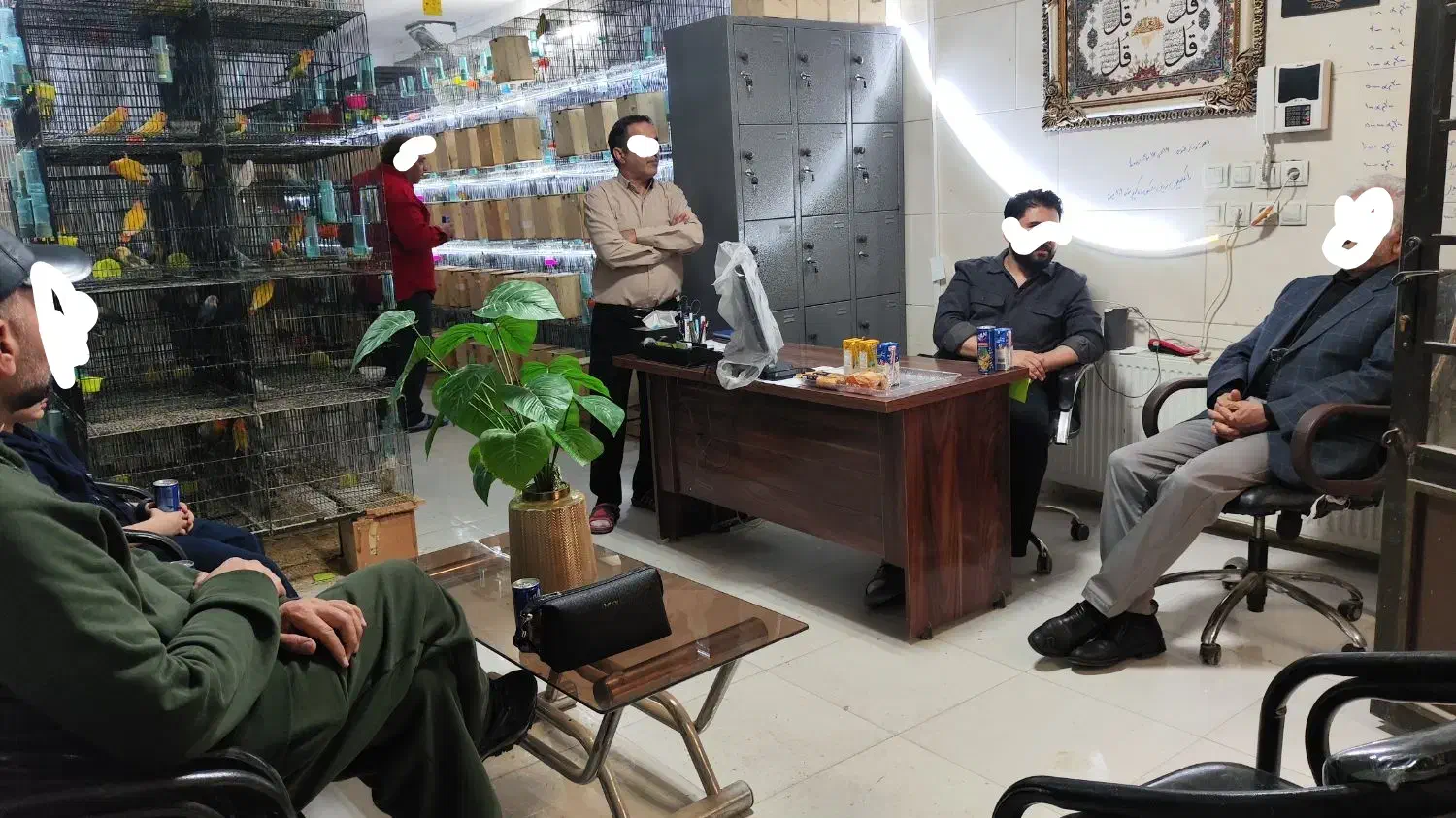 کوتوله‌مرغ‌عشق‌گرینچیک‌ملنگو‌برزیلی‌فنچ‌سهره‌طوطی|پرنده|مشهد, فاطمیه|دیوار