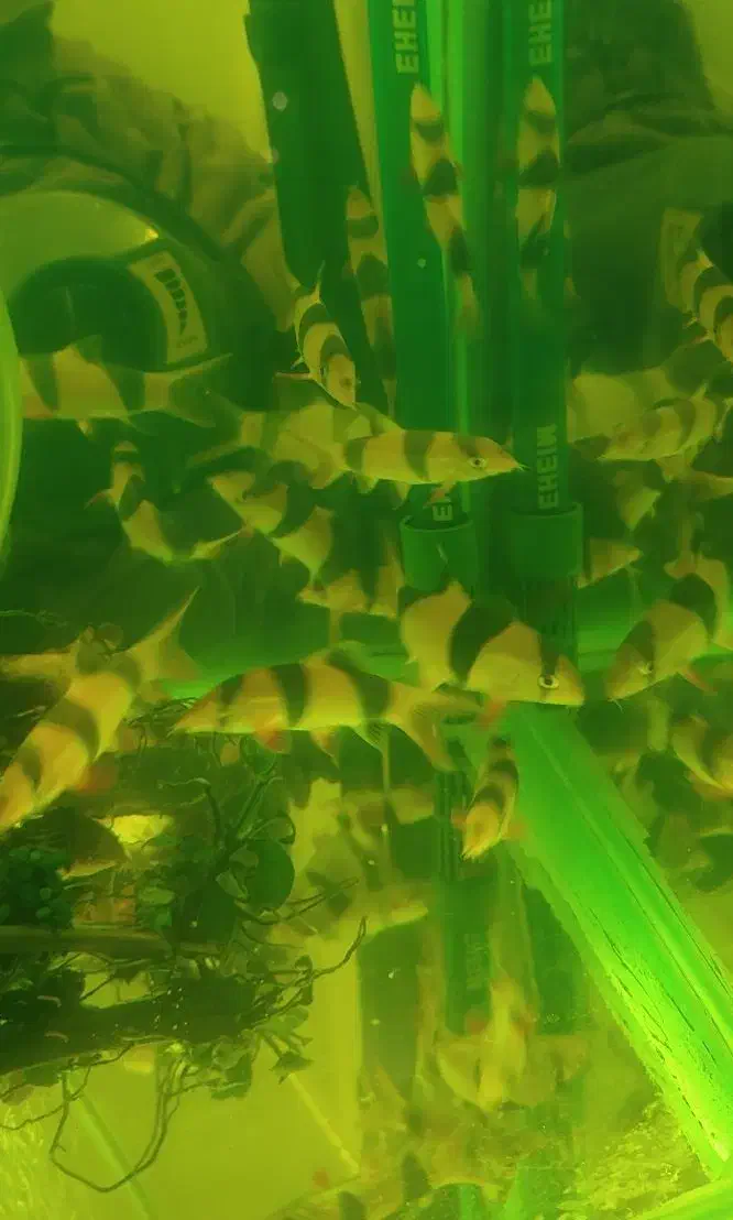 لوچ دلقک|ماهی|تهران, کوثر|دیوار