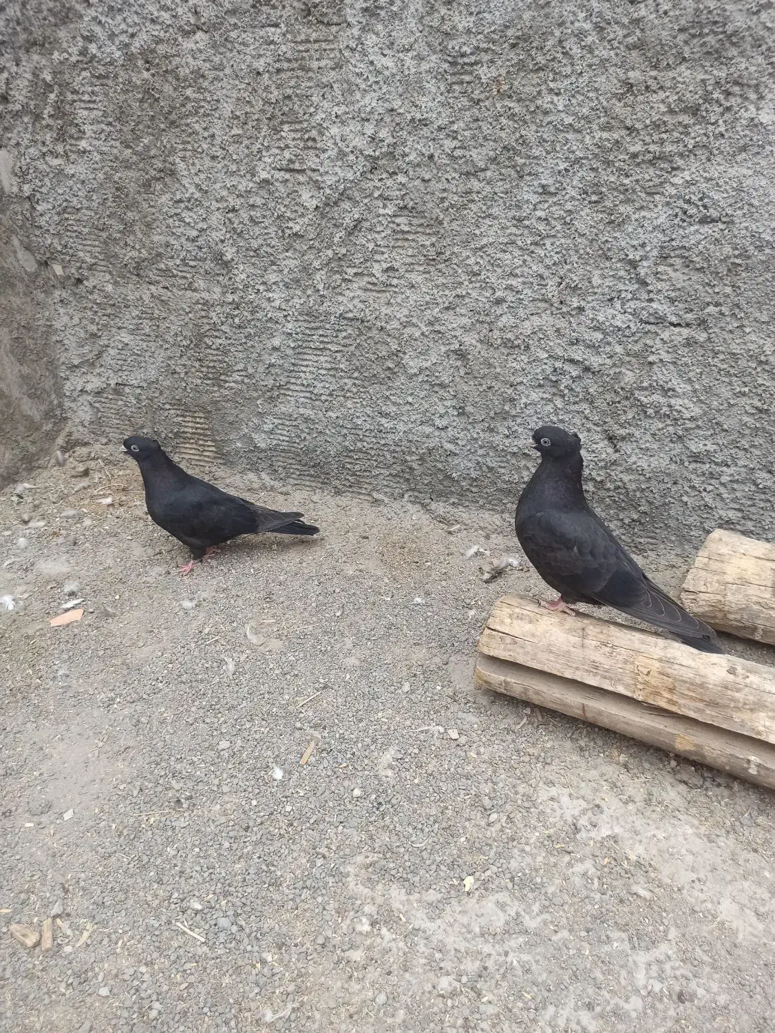 کفتر زاغ|پرنده|فلاورجان, |دیوار