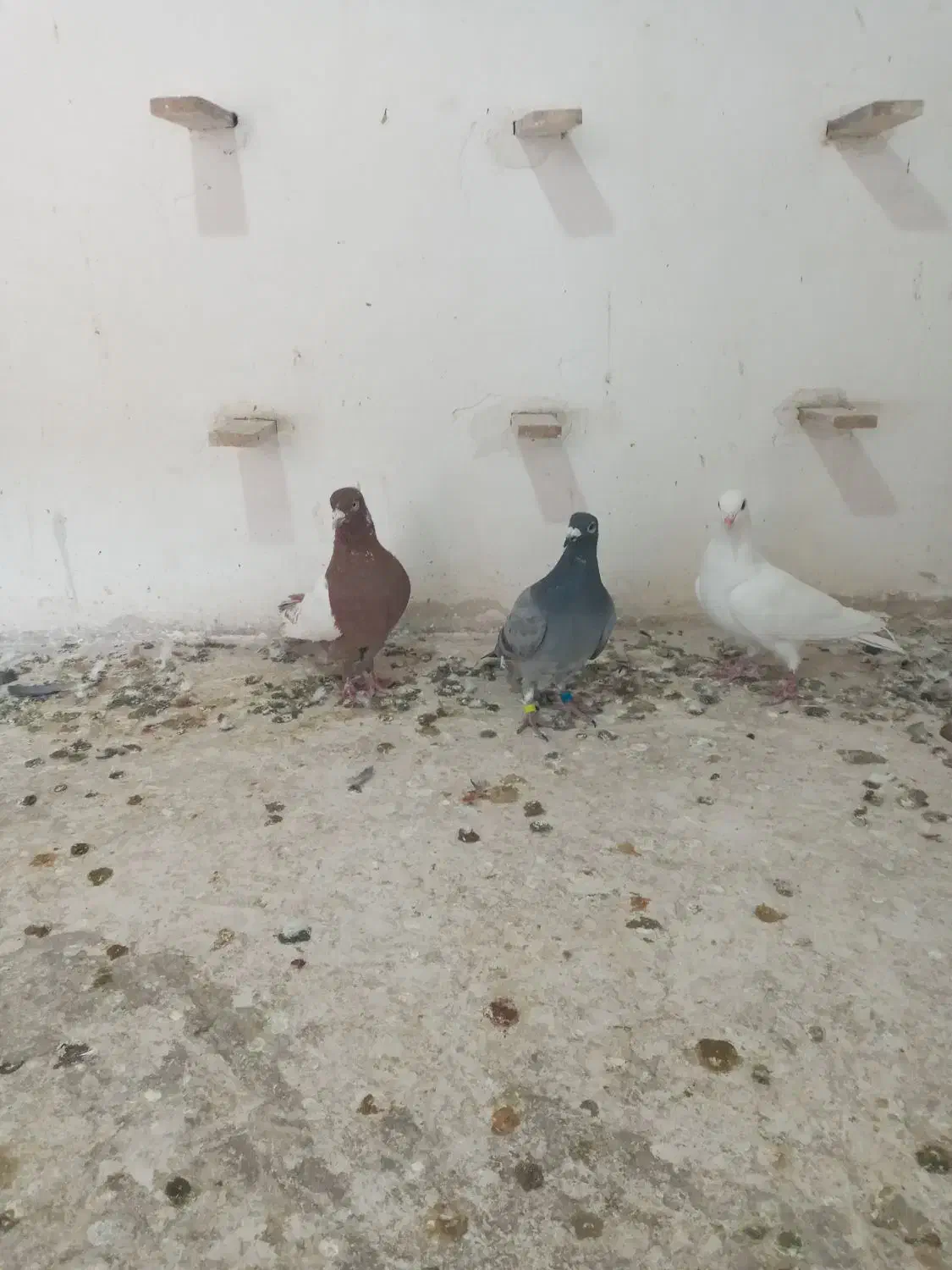 سینه سرخ  سفید  سبز.کله دم. ساده سبز|پرنده|شیروان (خراسان), |دیوار