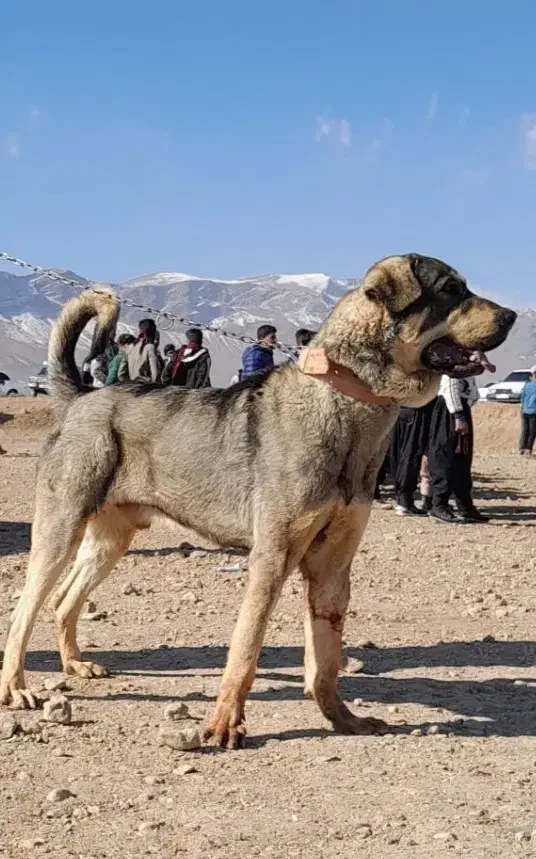 سگ گمشده در گلدشت و جوزدان|حیوانات|نجف‌آباد, قلعه سفید|دیوار