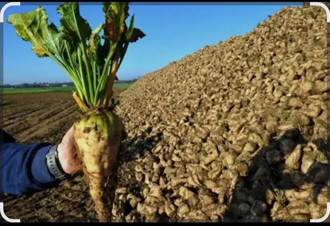 خریدار چغندر قند|خدمات باغبانی و درختکاری|بیستون, |دیوار