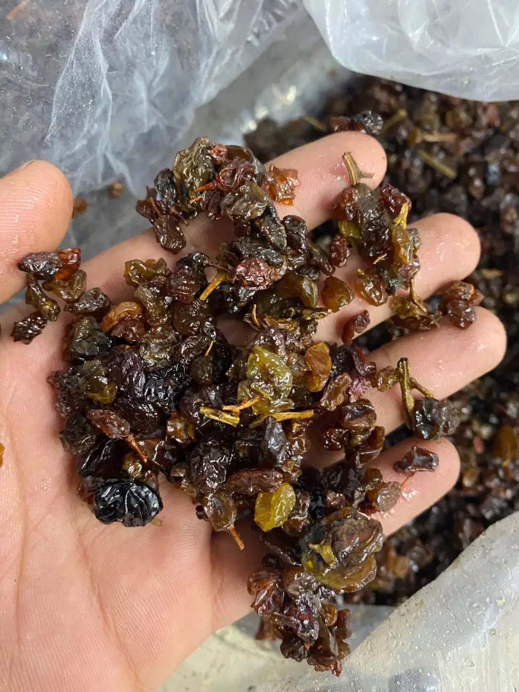 کشمش آبگیری تاکستان|خوردنی و آشامیدنی|تاکستان, |دیوار