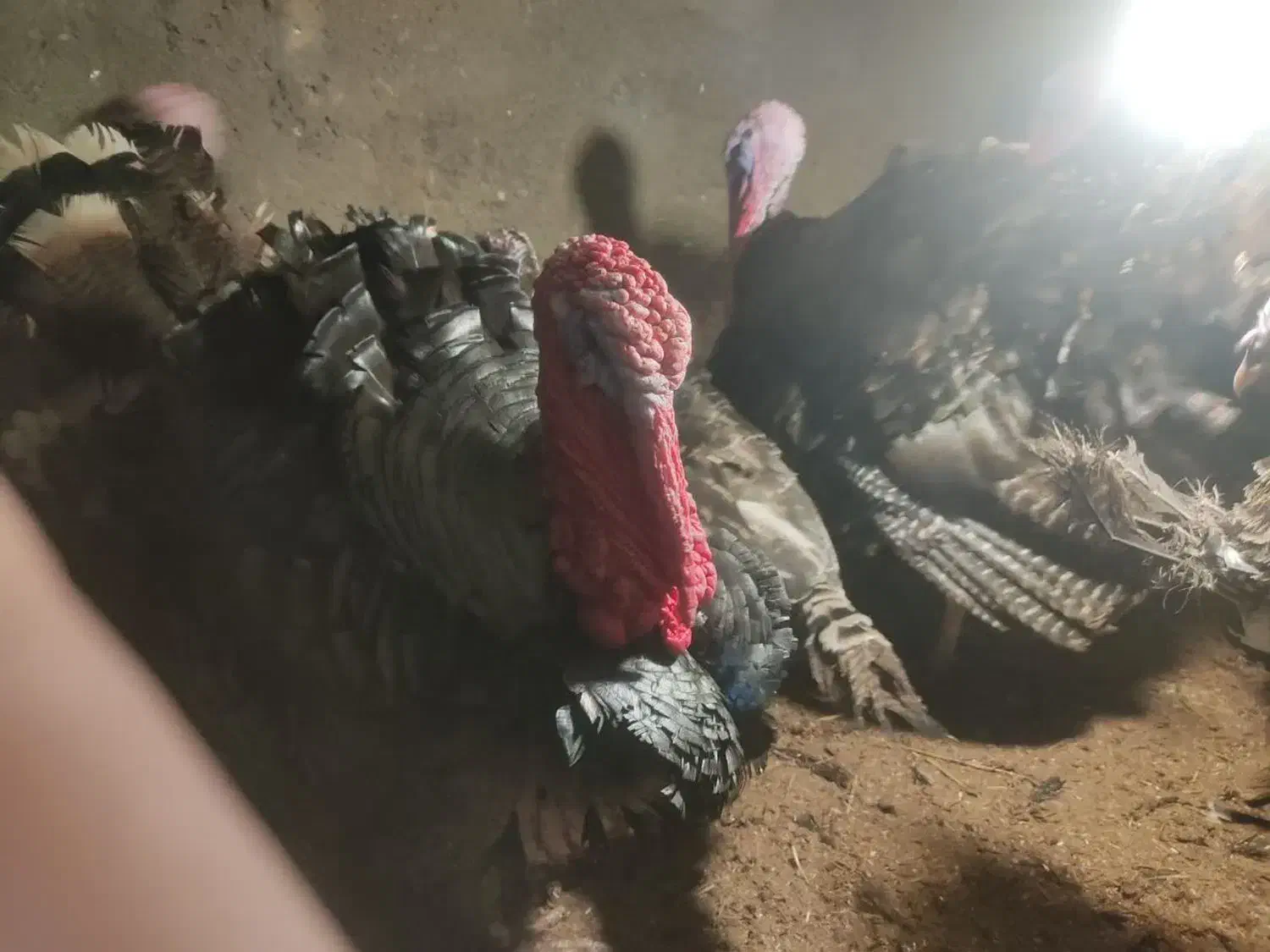 بوقلمون نر برنزه|حیوانات مزرعه|مشهد, كنويست|دیوار