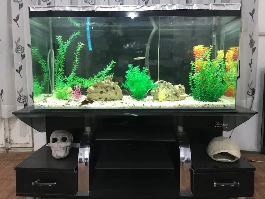 آکواریوم|ماهی|مریوان, |دیوار