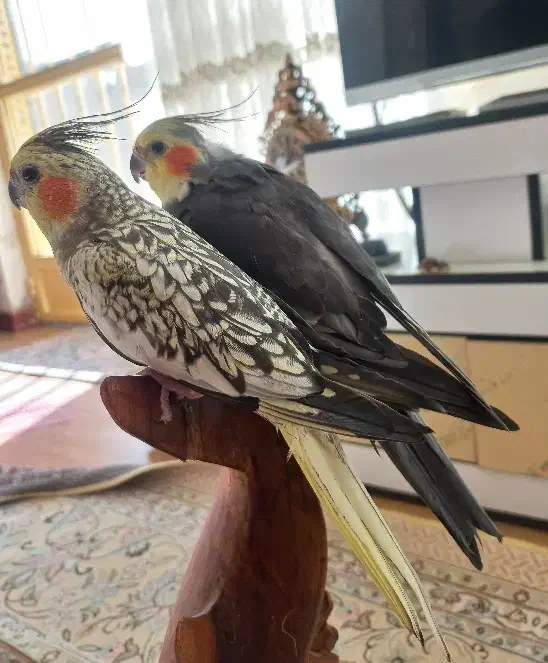 عروس هلندی جفت مولد سخنگو|پرنده|فولادشهر, B4|دیوار