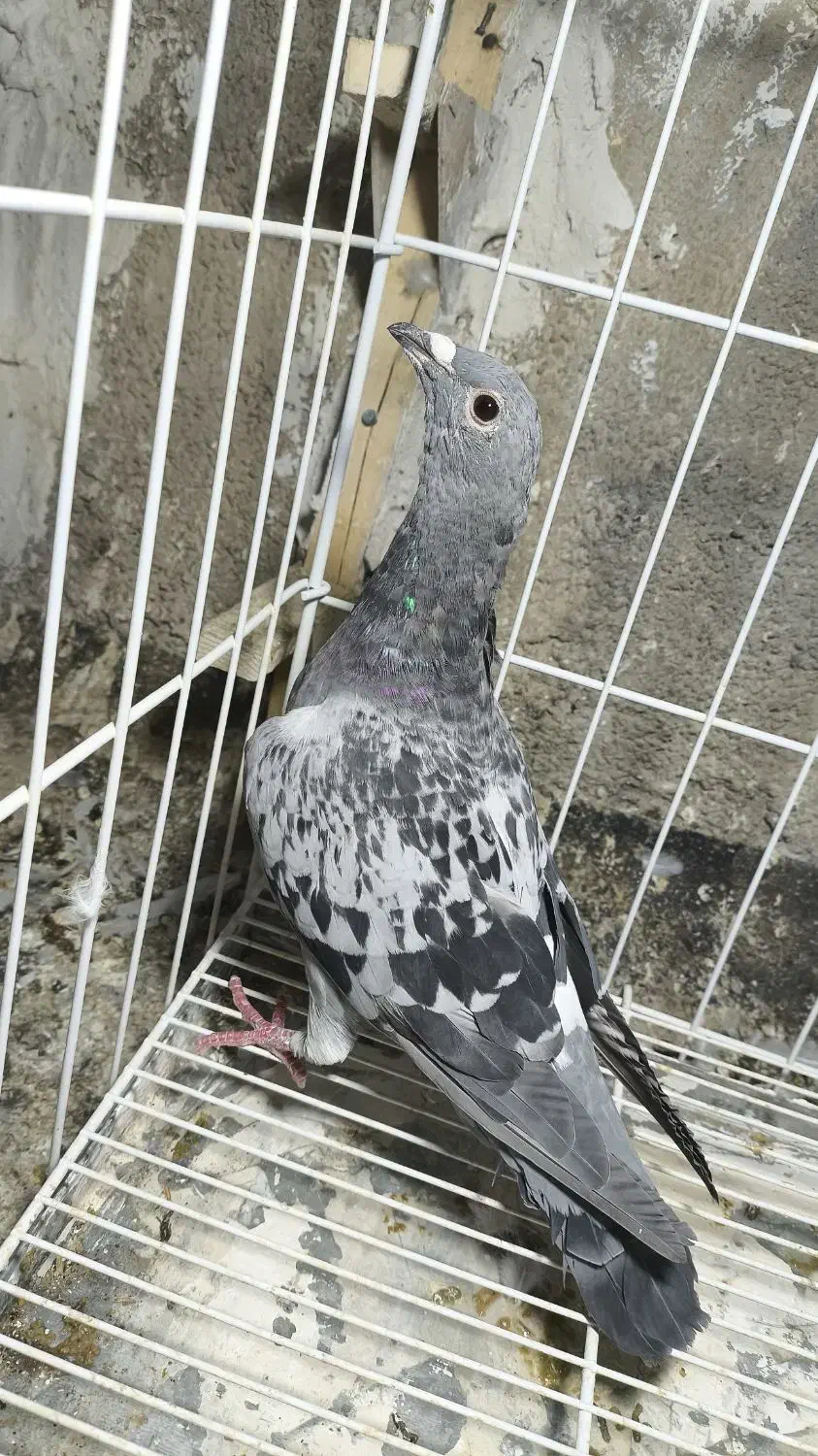 کبوتر پلاکی|پرنده|دهدشت, |دیوار