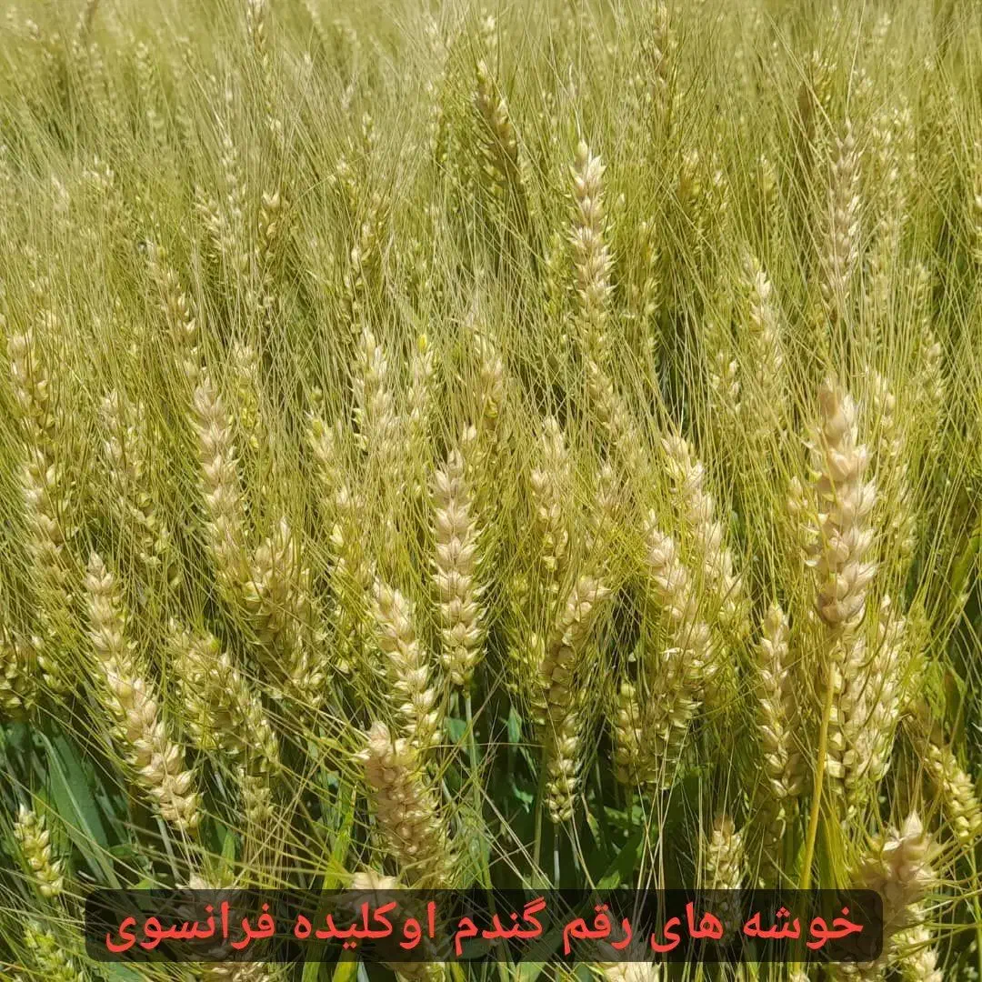 بذر مادری گندم فرانسوی اوکلید،باسیلیو،کولکتورآرامش|گل و گیاه طبیعی|کرمانشاه, |دیوار