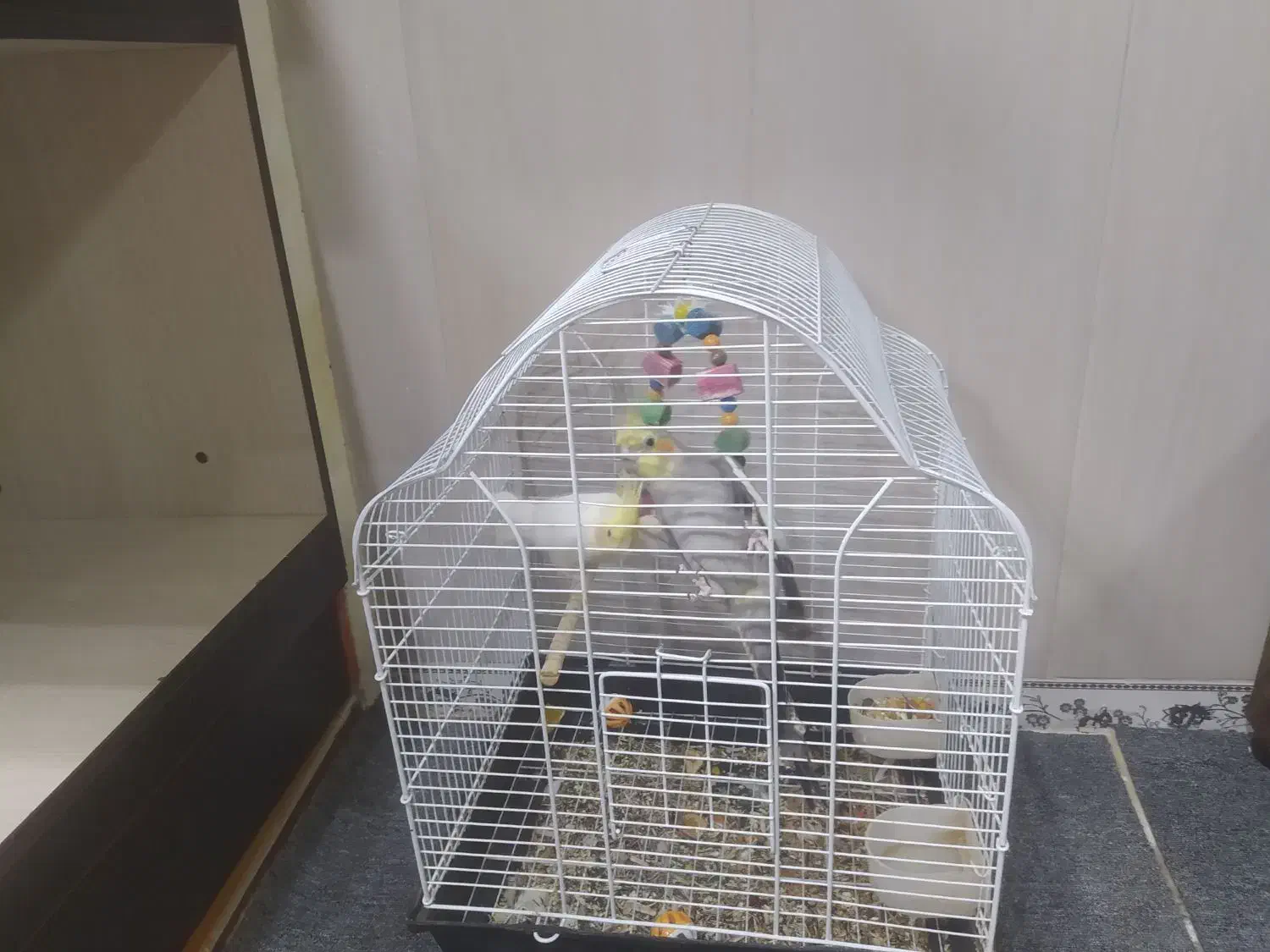 فروش عروس هلندی|پرنده|ایلام, |دیوار