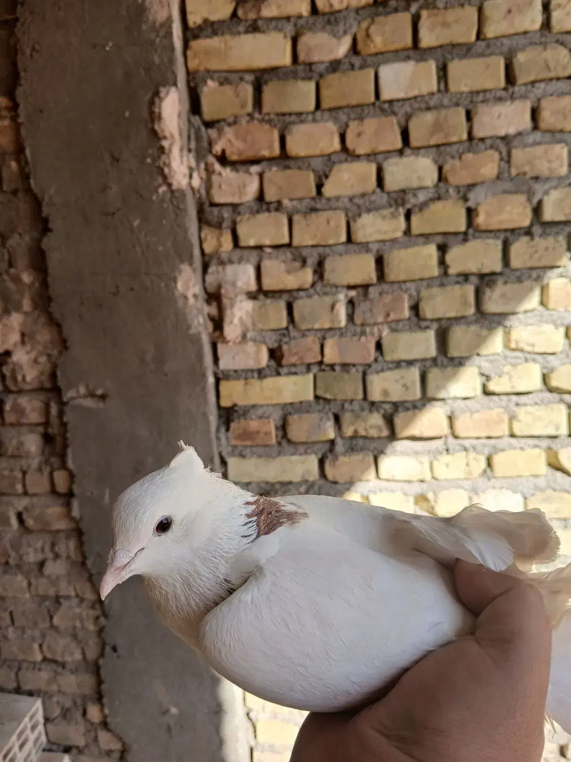 کفتر نر|پرنده|زارچ, |دیوار