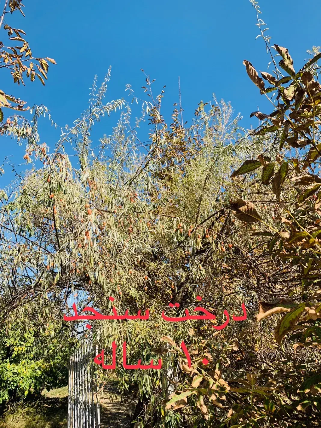 باغ ویلائی نوشین شهر ابتدای روستای رحیم آباد|فروش خانه و ویلا|نوشین شهر, |دیوار