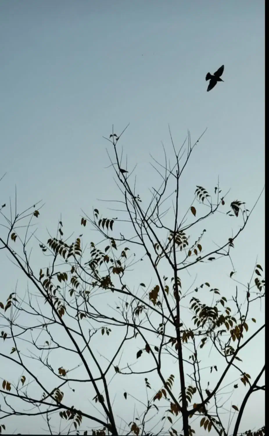 خانه ویلایی فخب کوچه ۲۷|فروش خانه و ویلا|رشت, فخب|دیوار