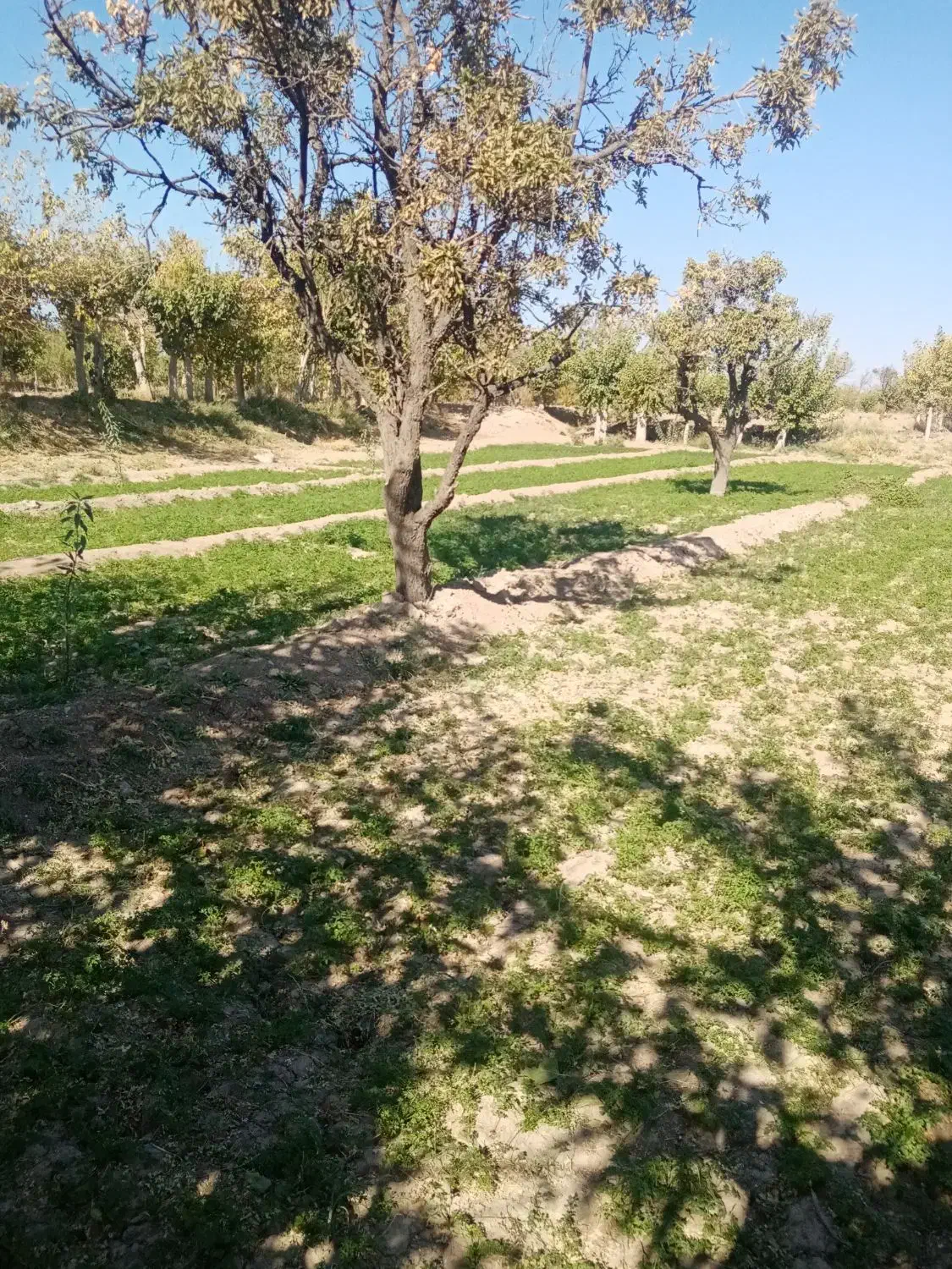 زمین کشاورزی|فروش زمین و ملک کلنگی|تربتحیدریه, پائین ولایت|دیوار