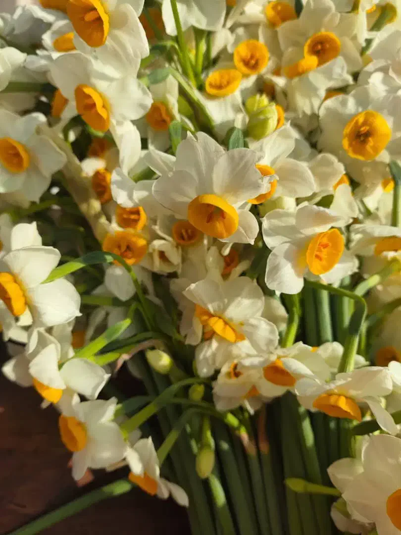 گل  نرگس|گل و گیاه طبیعی|شیراز, ترمینال باربری|دیوار