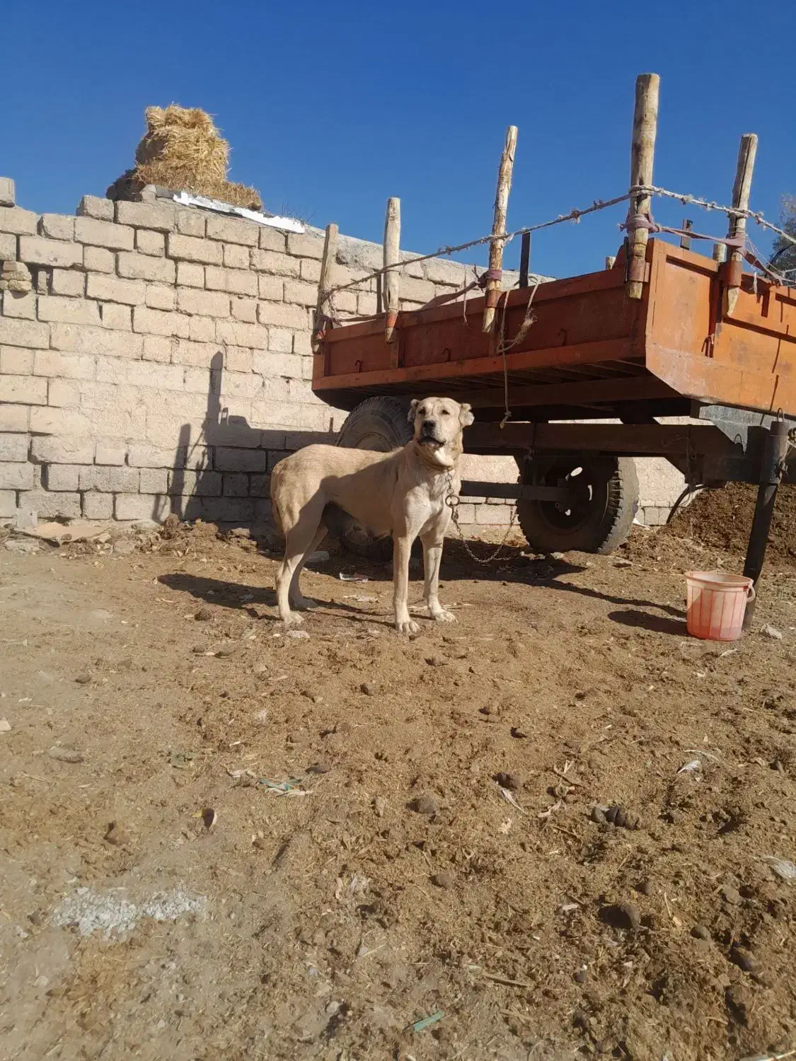 سگ ماده سرابی|سگ|هشترود, |دیوار