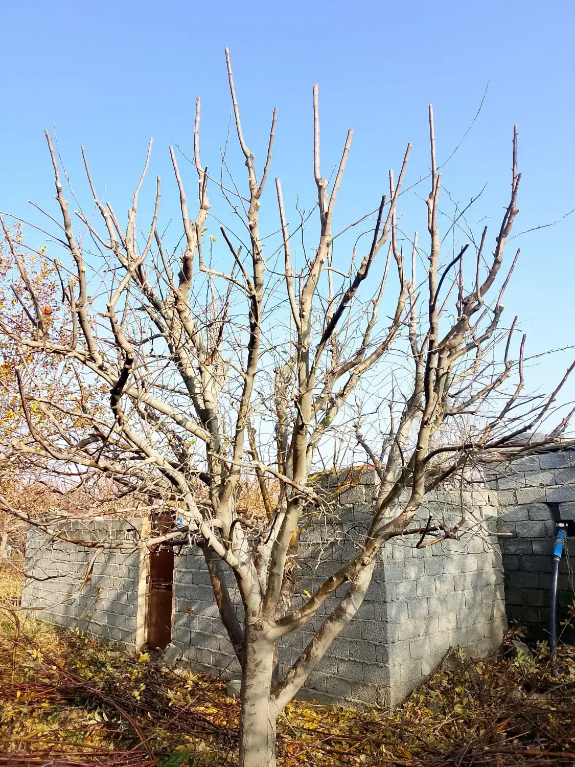 عرس|خدمات باغبانی و درختکاری|اشنویه, |دیوار