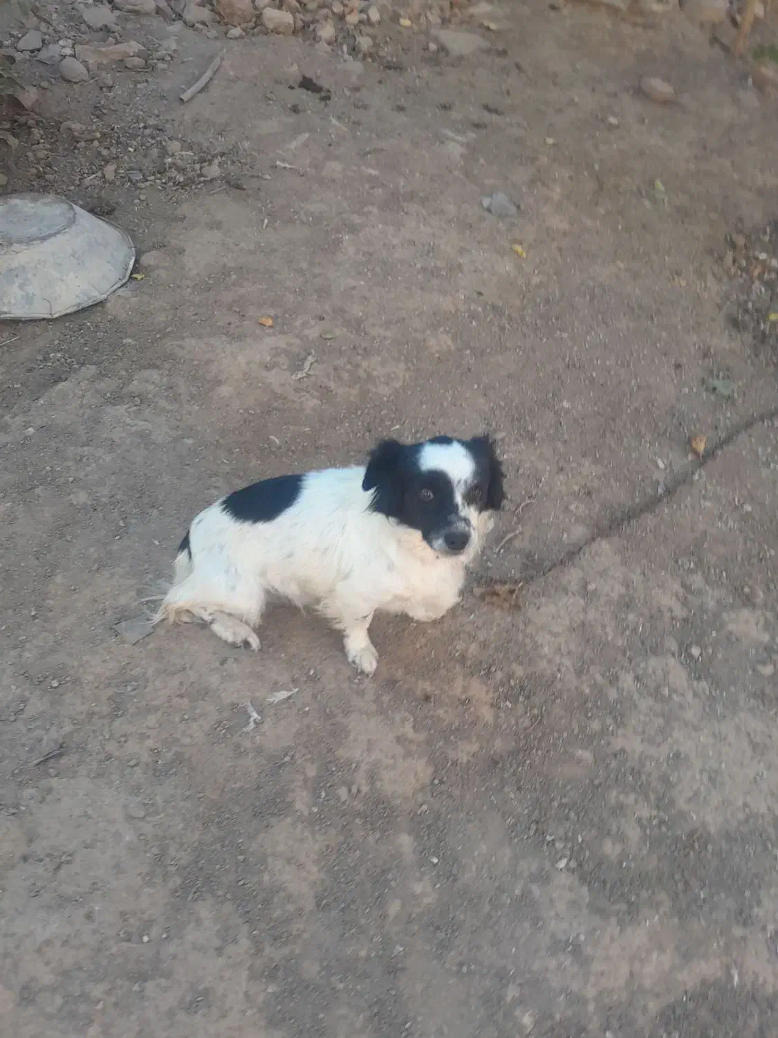 سگ پاکوتاه حرف گوش کن خوب|سگ|سبزوار, رباط|دیوار