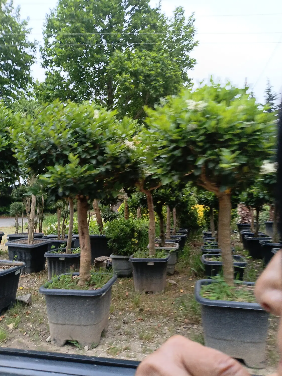 ماداگاسکار نخل درخت بلوط جوندار بزرگ گل درشت قوی|خدمات باغبانی و درختکاری|تهران, شهرک غرب|دیوار
