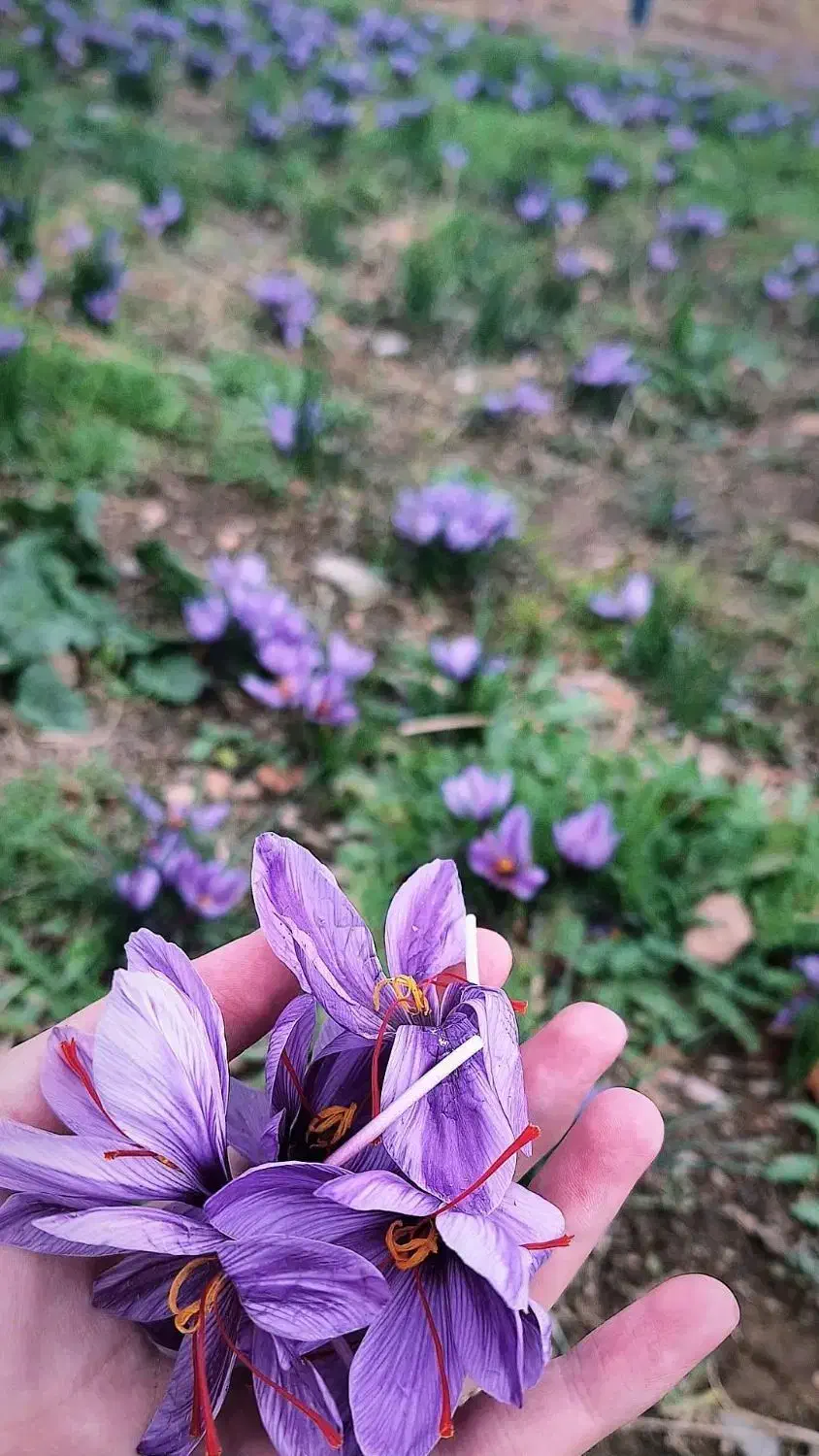 باغ ۳۰۰۰ متری|فروش زمین و ملک کلنگی|اراک, |دیوار