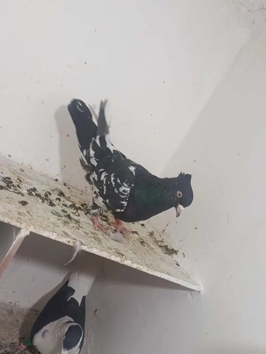 کفتر به شرط ضمانت|پرنده|مشهد, رده|دیوار