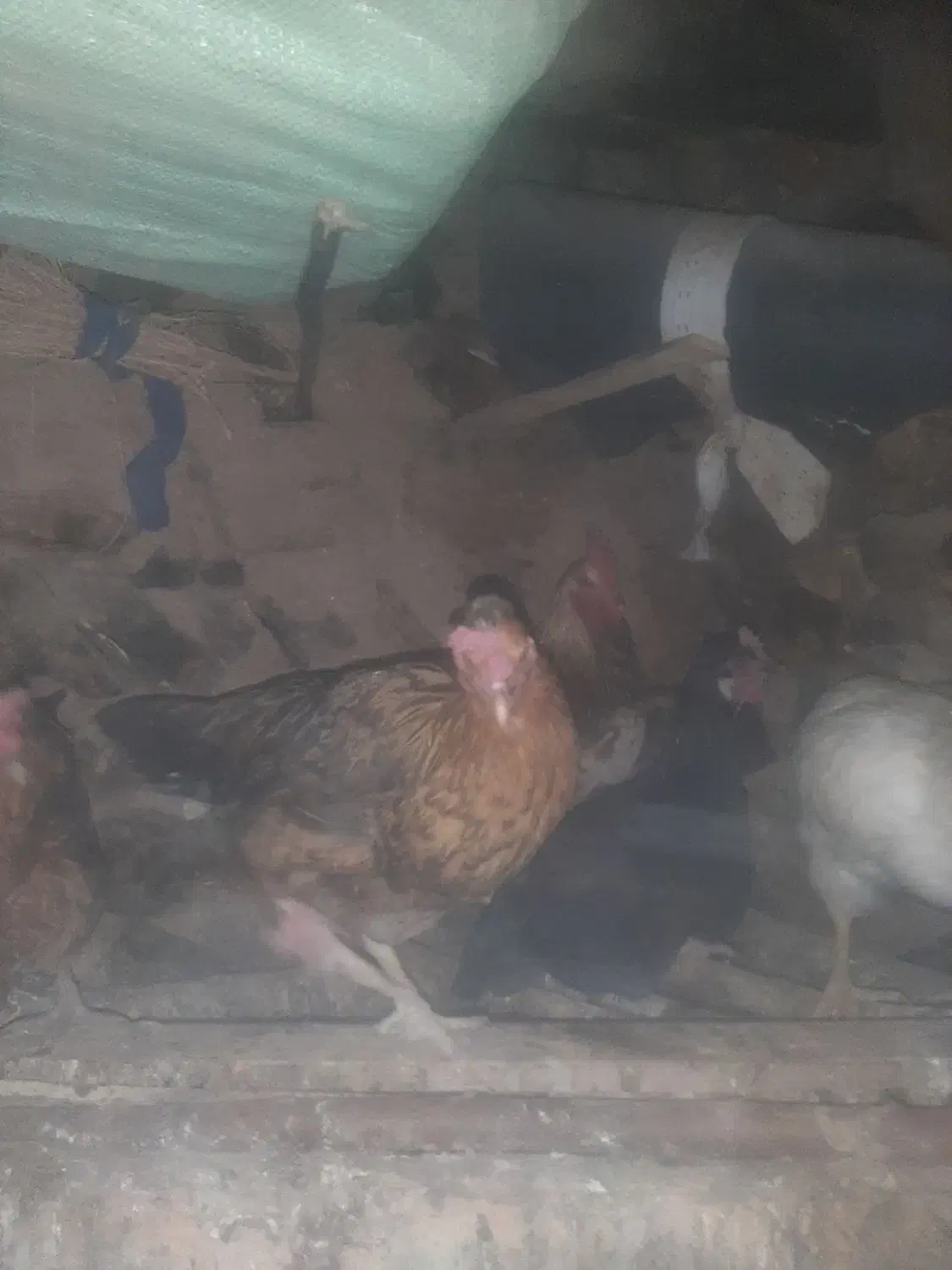 مرغ و خروس فروشی|حیوانات مزرعه|جوانرود, |دیوار