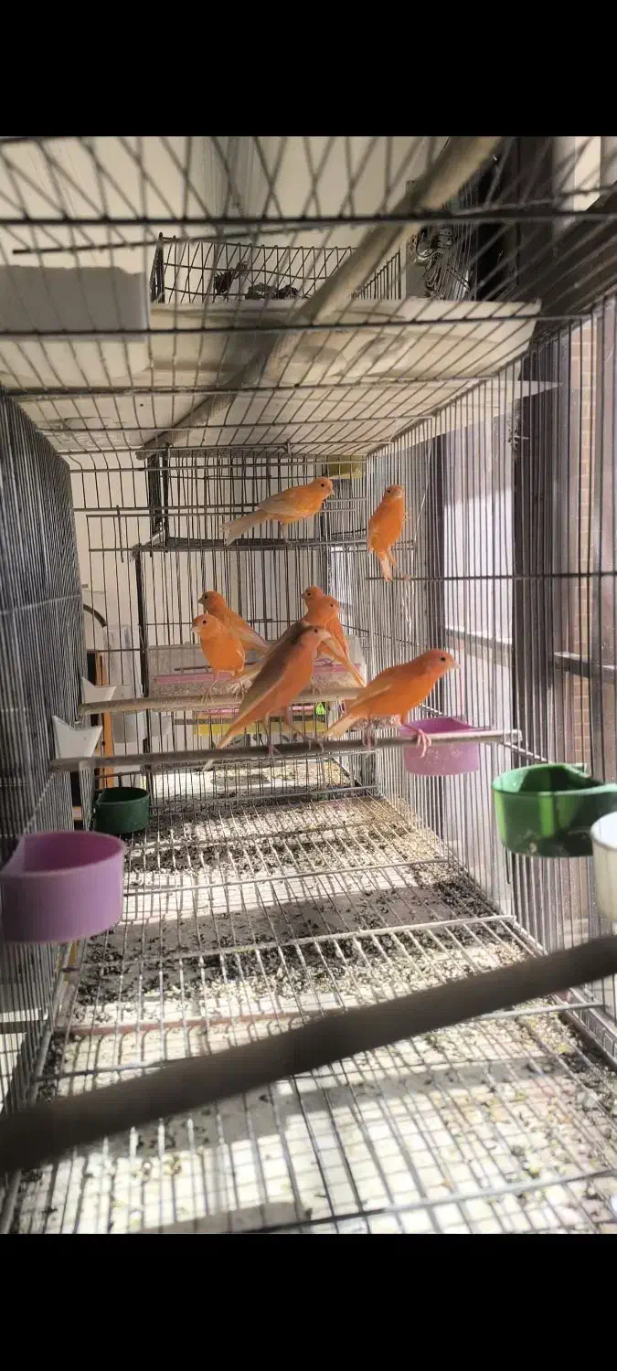 قناری رسمی سرخ و موزاییکی|پرنده|جرقویه, |دیوار