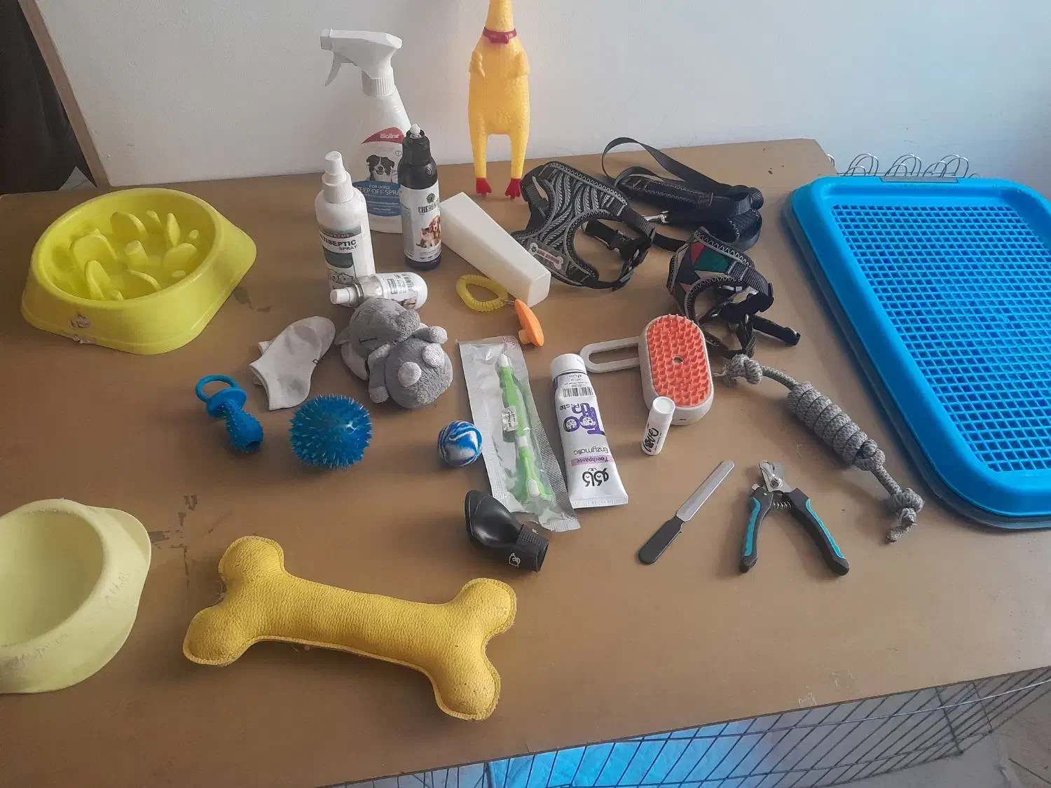 پامر خرسی میکس|سگ|تهران, تهرانسر شمالی|دیوار