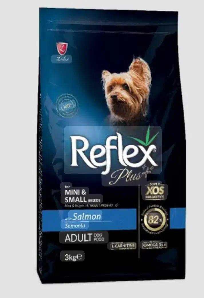 گربه پرشین توی پودل ژرمن|گربه|تبریز, |دیوار