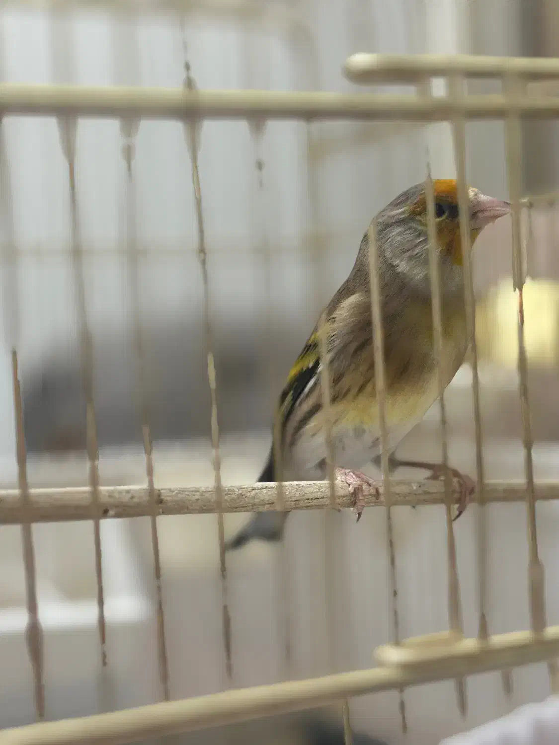 سهره قناری|پرنده|قزوین, |دیوار