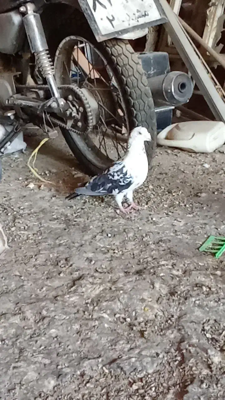 سینه سفید|پرنده|جلگه ماژان, |دیوار