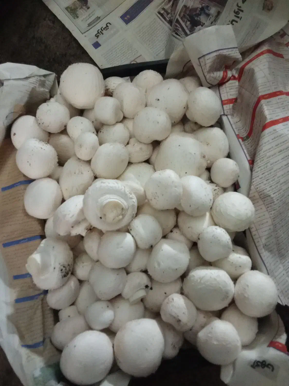 کمپوست مصرف شده|گل و گیاه طبیعی|زاویه, |دیوار