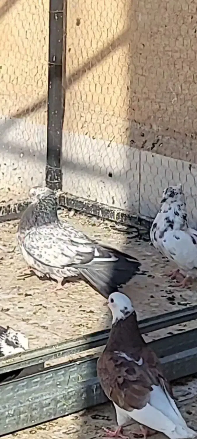 گمشده|حیوانات|قم, نیروگاه|دیوار