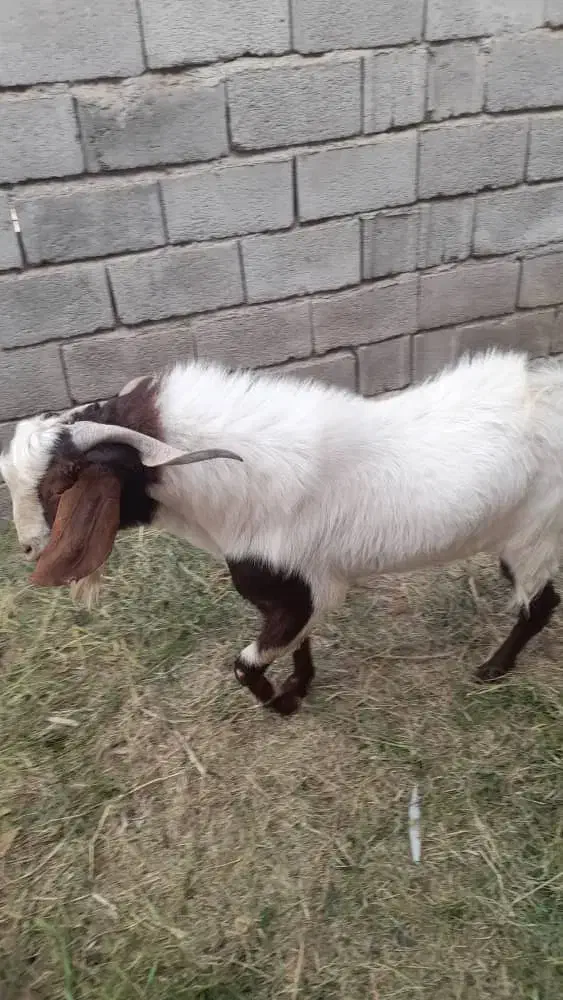 نری|حیوانات مزرعه|نرماشیر, |دیوار