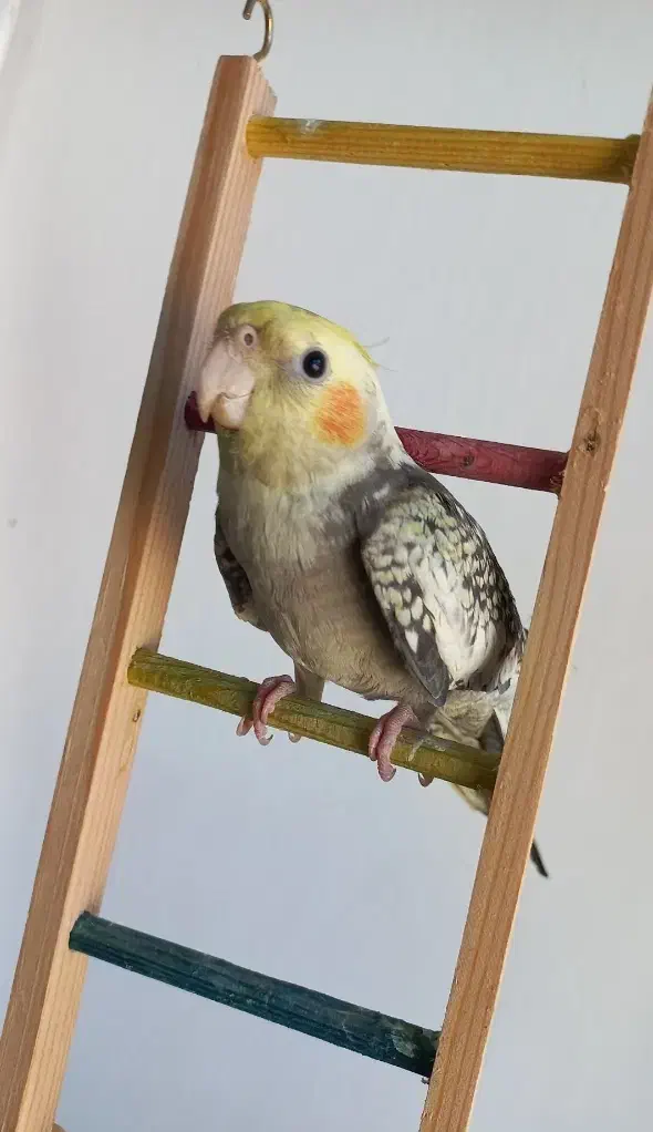 یک جفت عروس هلندی|پرنده|گرمی, |دیوار