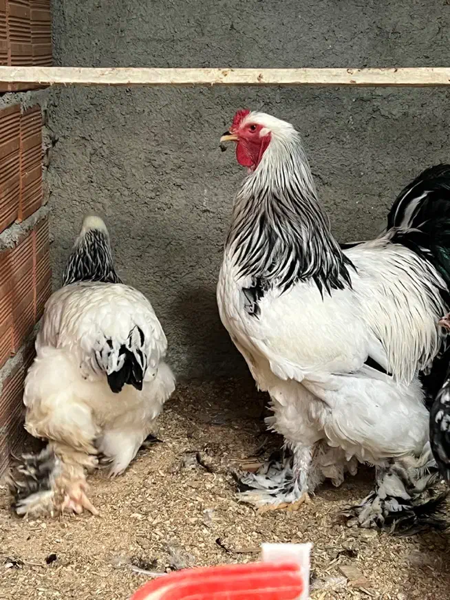 جفت برهما|حیوانات مزرعه|گلوگاه, |دیوار