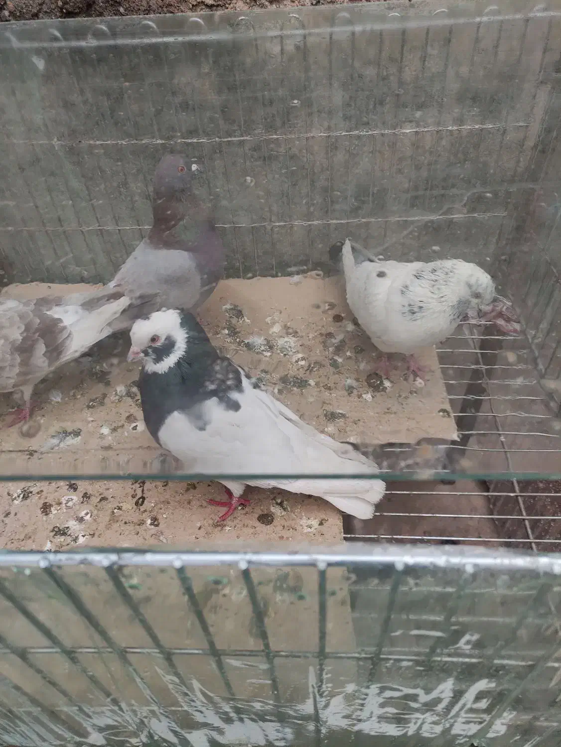 ۴تاگرفته|حیوانات|اسلام‌‌آباد غرب, |دیوار