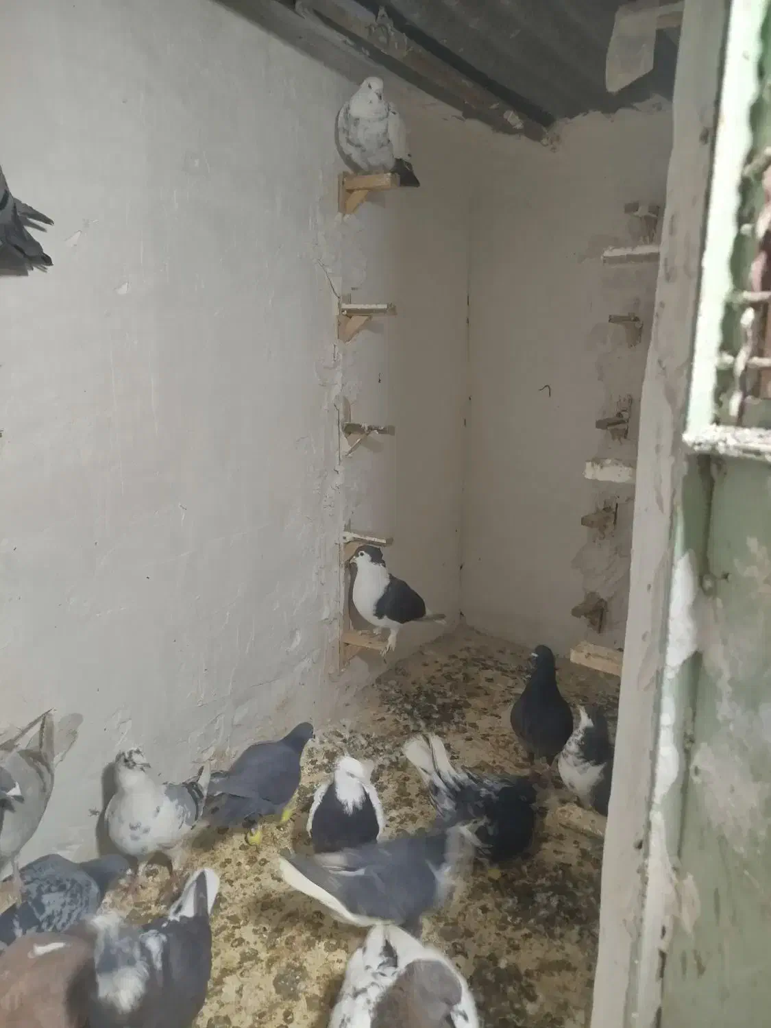 کفتر کبوتر|پرنده|مشهد, رباط طرق|دیوار