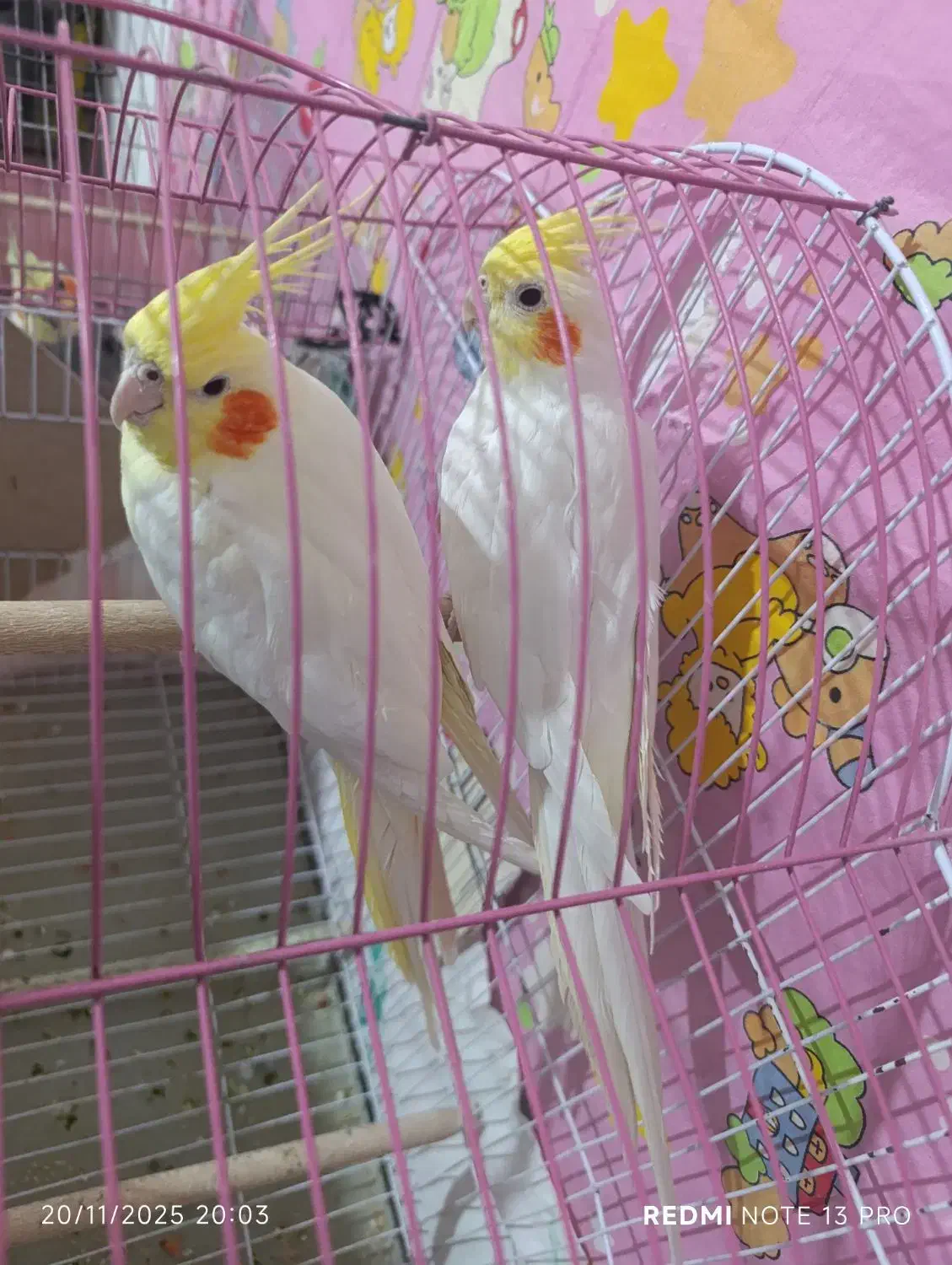 عروس هلندی مولد لوتینو روی تخم|پرنده|ارومیه, |دیوار