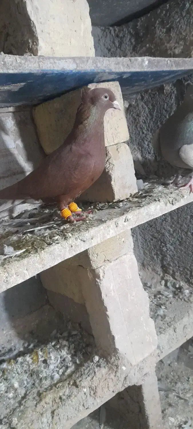 کفتر رنگی|پرنده|دشتابی, |دیوار