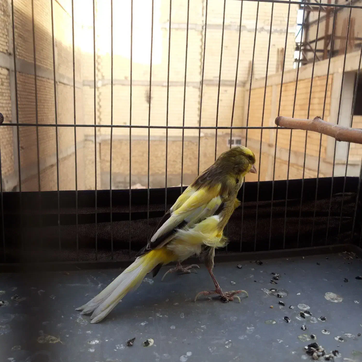 قناری نر ابلق با قفس ۱۰۰۰۰|پرنده|رباطکریم, نصیرشهر|دیوار