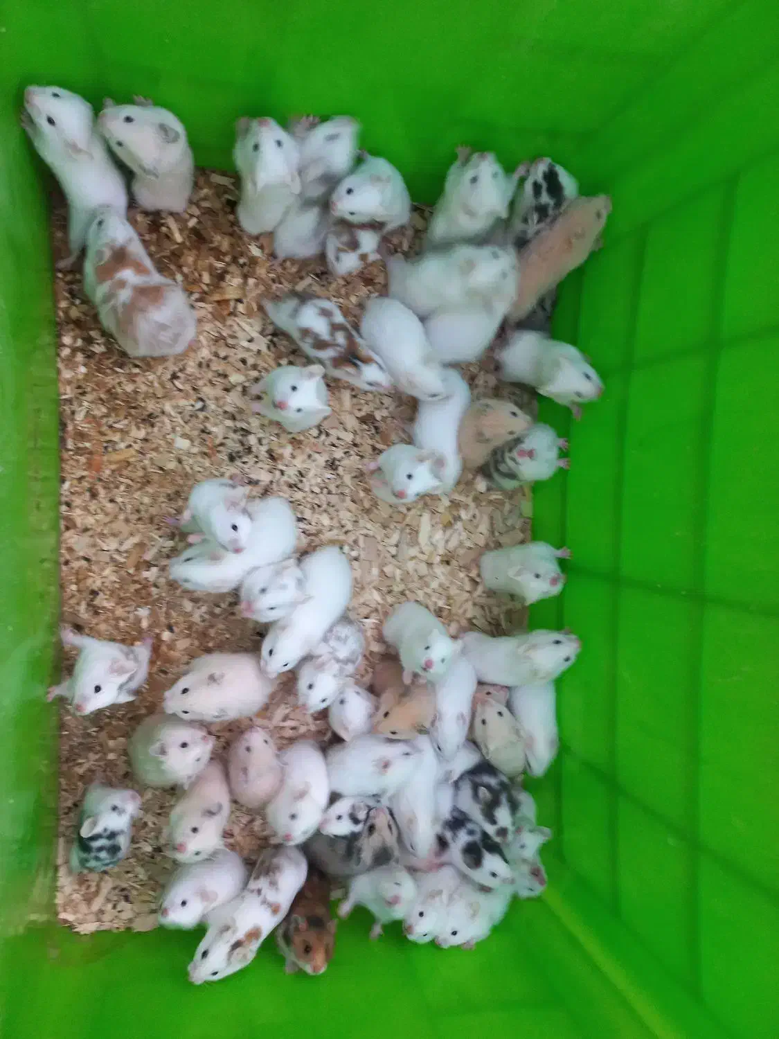 همستر|موش و خرگوش|شهریار, رزکان|دیوار