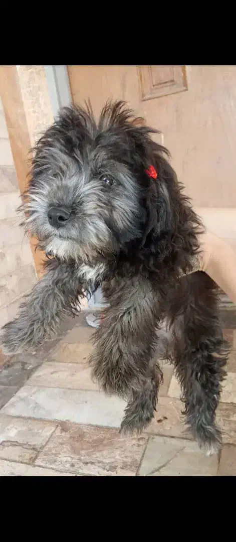 شیتزو تیلر|سگ|ورامین, ورامین|دیوار